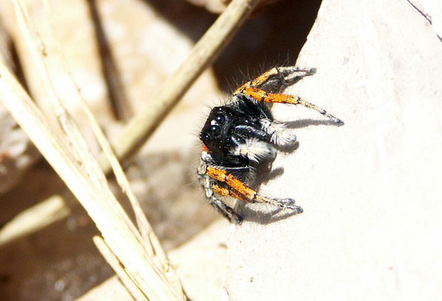 Philaeus chrysops - Copyright © Hugues Mouret